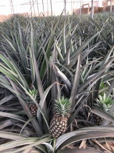Pineapple Israel